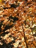 PICTURES/Sedona West Fork Fall Foliage/t_Fall Foliage8.JPG